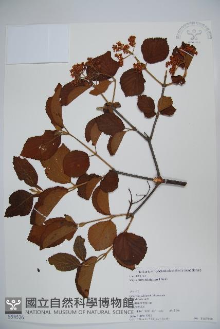 莢迷藏品圖，第1張