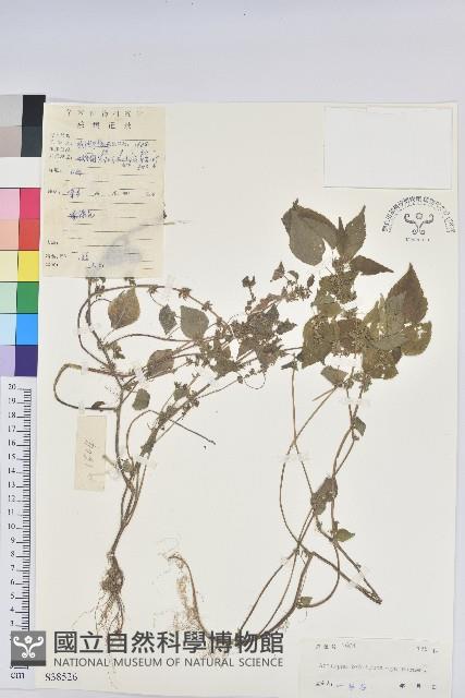 短序鐵莧菜藏品圖，第1張