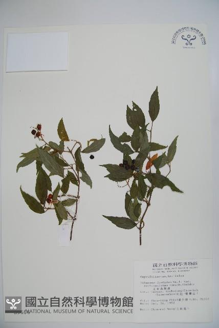 狹葉莢迷藏品圖，第1張