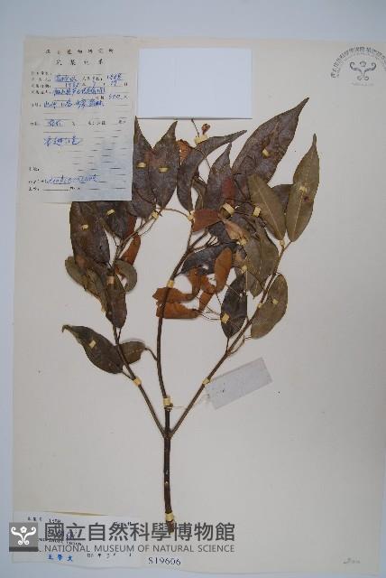 紅翅槭藏品圖，第1張