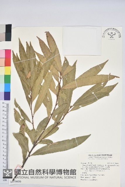 細葉三斗石櫟藏品圖，第1張