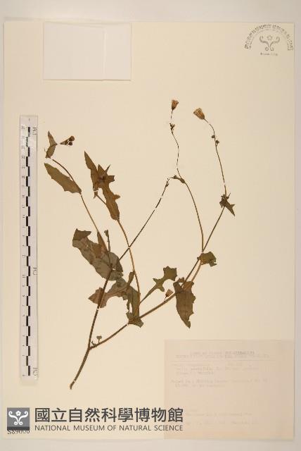 紫背草藏品圖，第1張