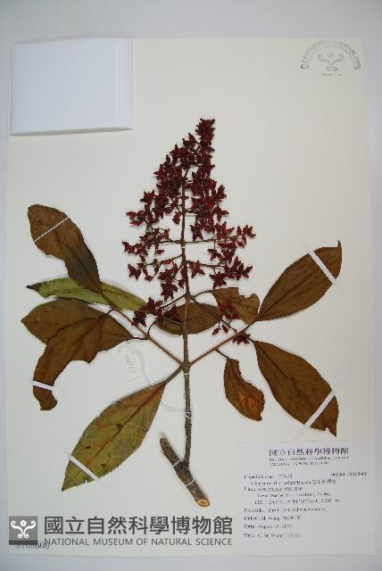 著生珊瑚樹藏品圖，第1張