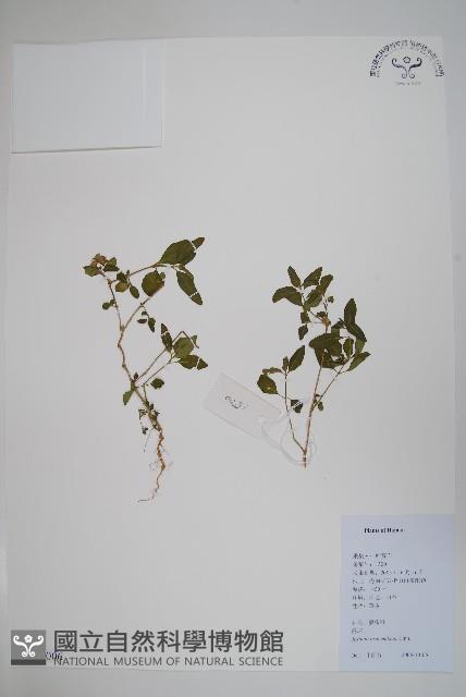 爵床藏品圖，第1張