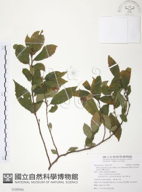 台灣山桂花藏品圖，第1張