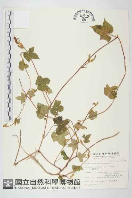 碗仔花藏品圖，第1張