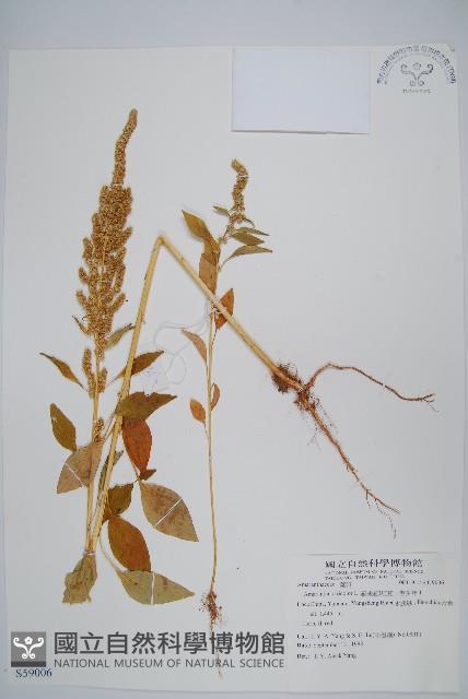 雁來紅、紅莧、老少年藏品圖，第1張