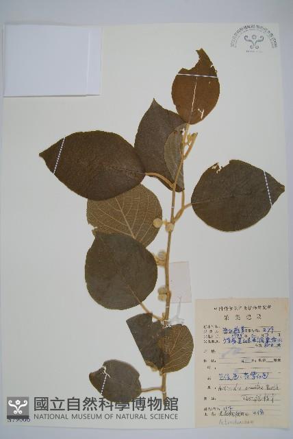 毛花楊桃藏品圖，第1張