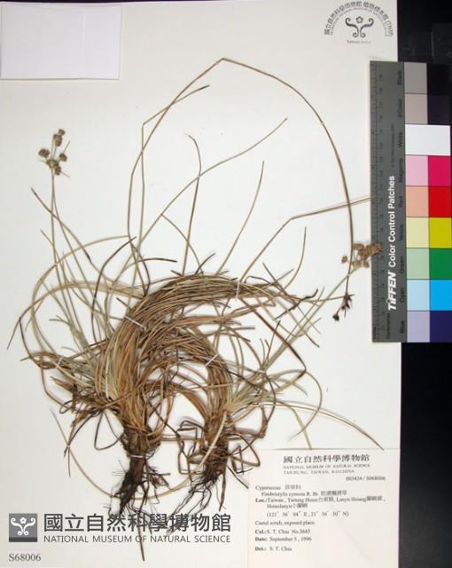 乾溝飄拂草藏品圖，第1張