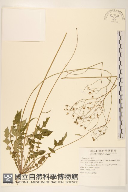 刀傷草藏品圖，第1張