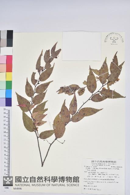 白珠樹藏品圖，第1張