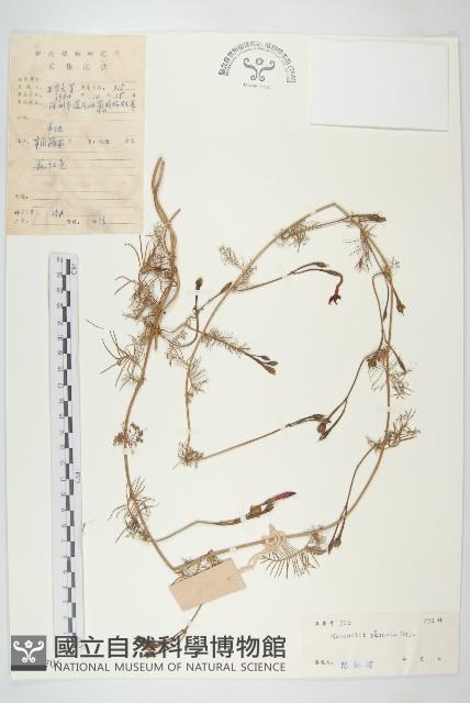 蔦蘿藏品圖，第1張