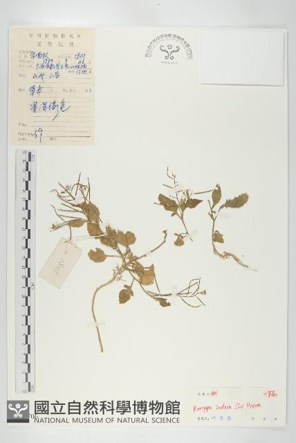 葶藶藏品圖，第1張