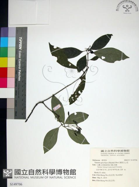 薄葉玉心花藏品圖，第1張