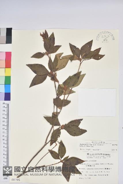 棲蘭山杜鵑藏品圖，第1張