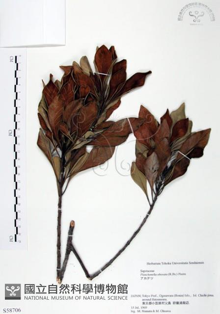 山欖、樹青藏品圖，第1張