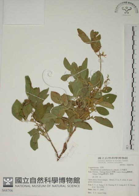 白木蘇花藏品圖，第1張