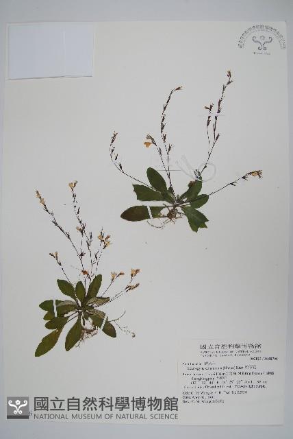 哈哼花藏品圖，第1張