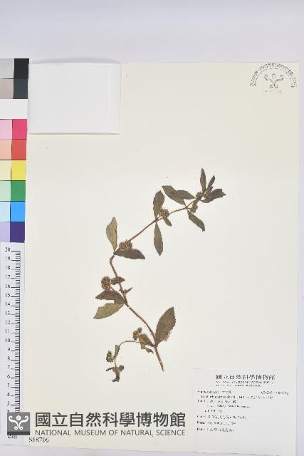 乳仔草、大飛揚藏品圖，第1張