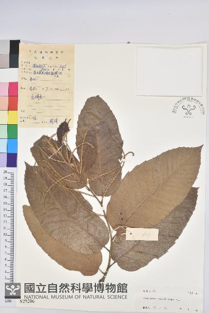 板栗藏品圖，第1張