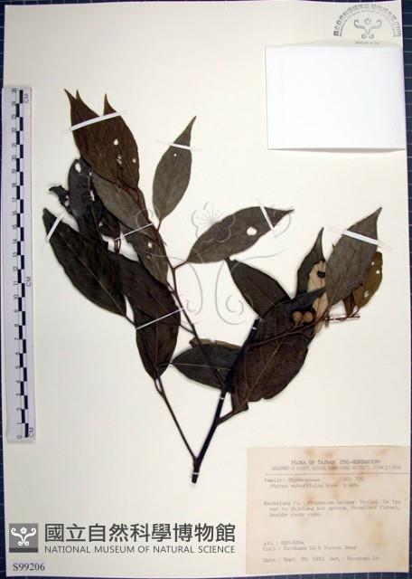 紅皮、葉下白、赤仔尾藏品圖，第1張