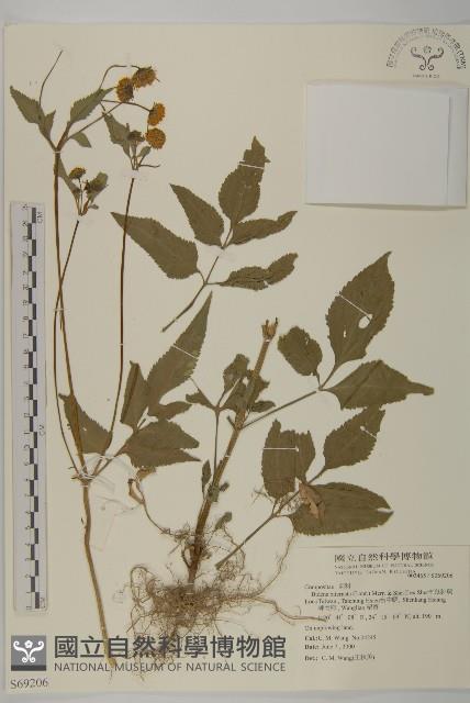 鬼針舅藏品圖，第1張