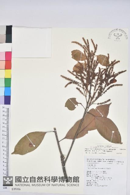 阿里山三斗石櫟藏品圖，第1張