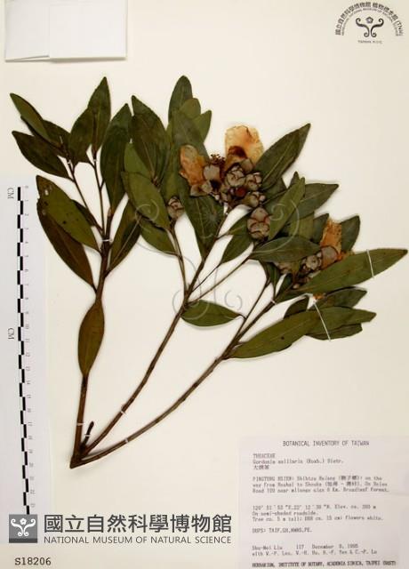 大頭茶藏品圖，第1張