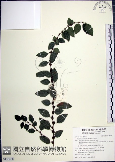 水雞油藏品圖，第1張