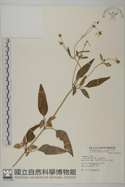 大花咸豐草藏品圖，第1張