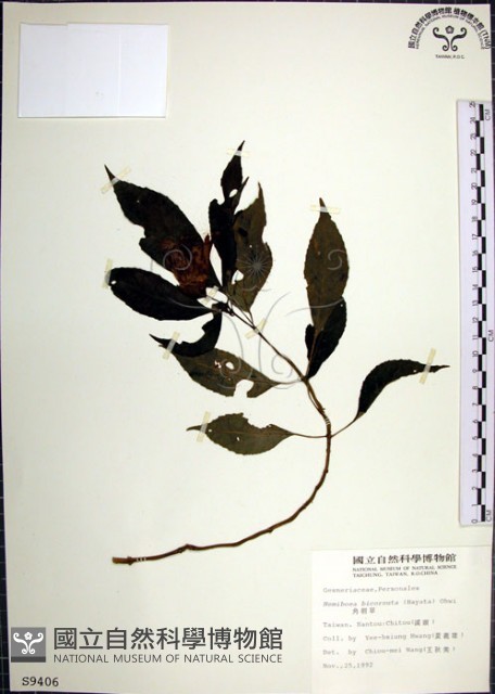角桐草、台灣半蒴苣苔藏品圖，第1張