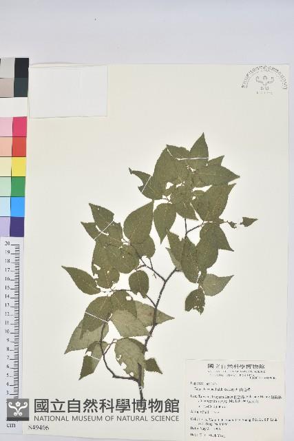 臺灣水青岡藏品圖，第1張