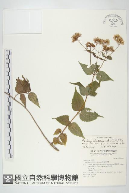 田代氏澤蘭藏品圖，第1張