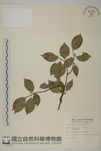 光果南蛇藤藏品圖，第1張