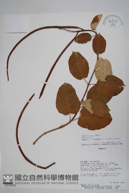 登錄號:S018406藏品圖，第1張