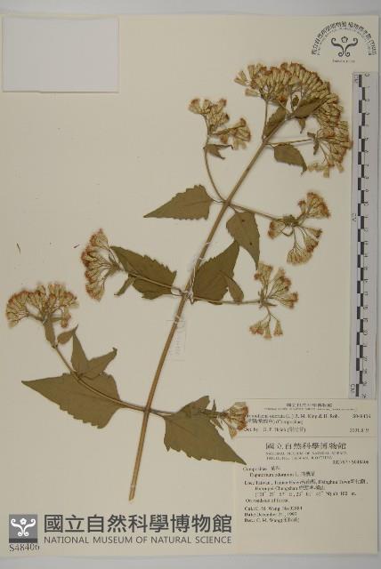 香澤蘭、飛機草藏品圖，第1張