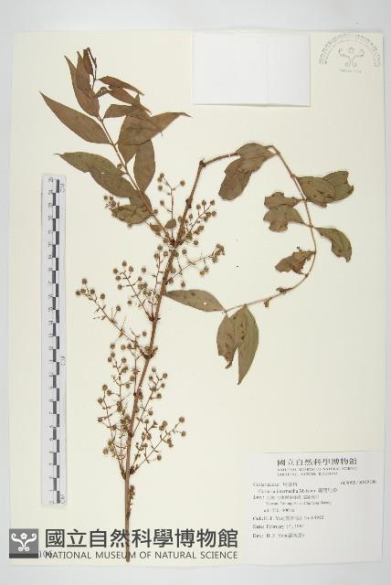 臺灣馬桑藏品圖，第1張