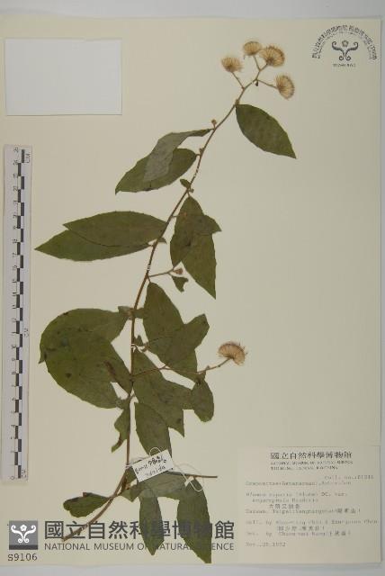 大頭艾納香藏品圖，第1張