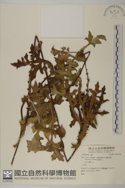 登錄號:S059106藏品圖，第1張