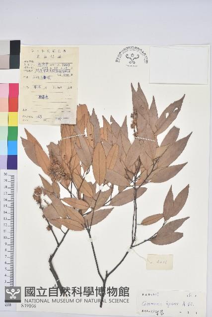 刺栲、鉤栗、火燒柯藏品圖，第1張