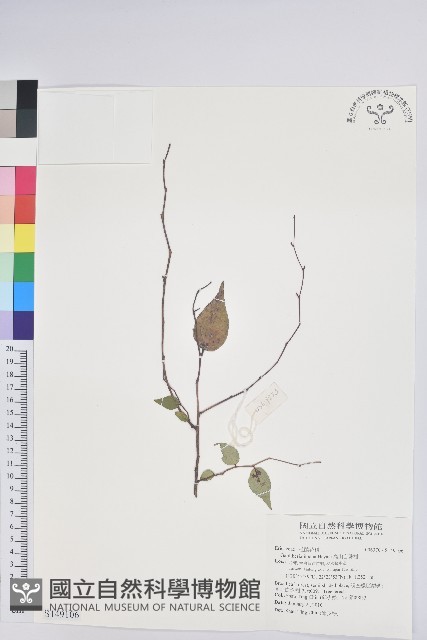 高山白珠樹藏品圖，第1張