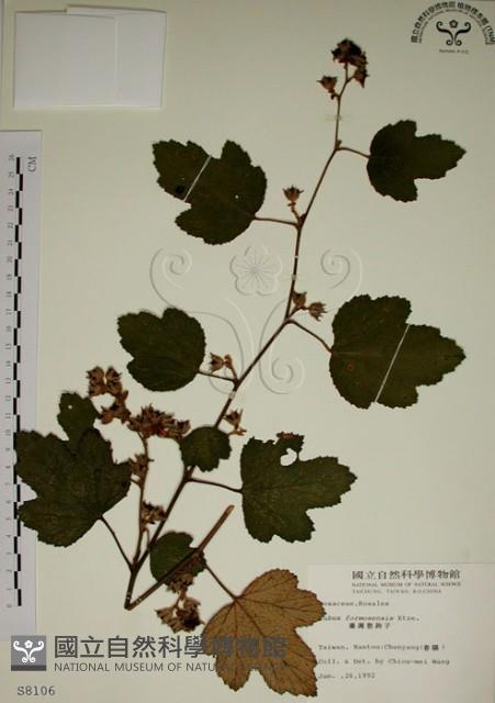 臺灣懸鉤子藏品圖，第1張