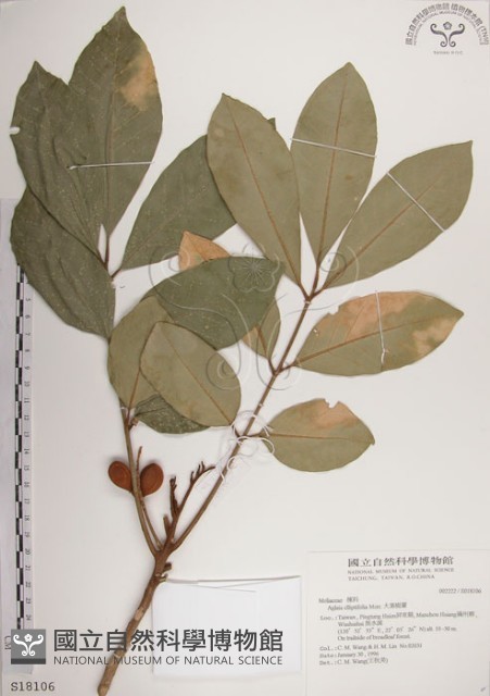 大葉樹蘭藏品圖，第1張