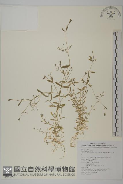 天蓬草、雀舌草藏品圖，第1張