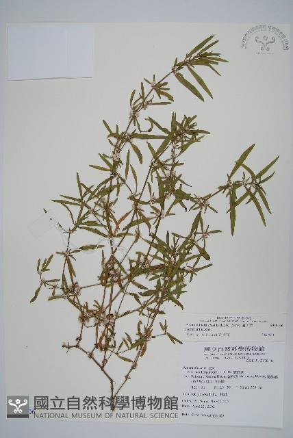 蓮子草藏品圖，第1張