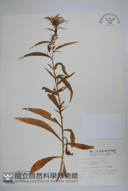 大本山梗菜藏品圖，第1張