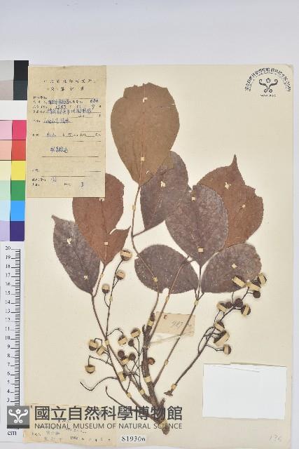 茄苳、重陽木藏品圖，第1張