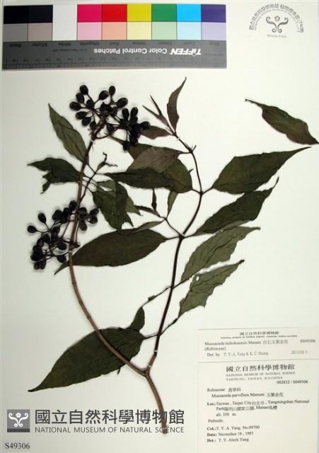 台北玉葉金花藏品圖，第1張