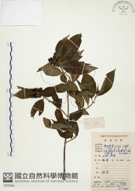 毛玉葉金花藏品圖，第1張