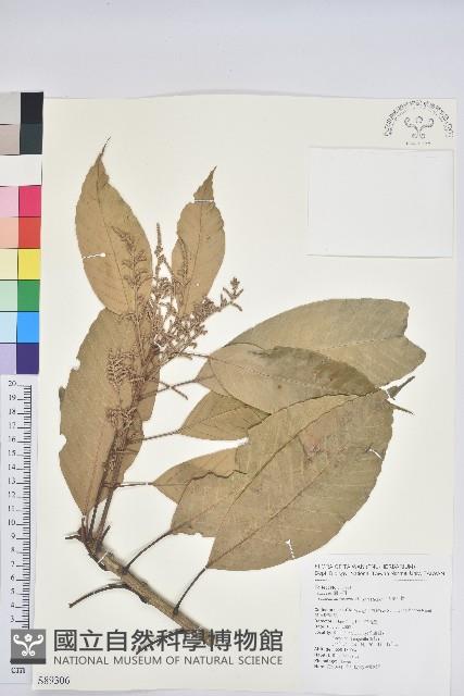 大葉石櫟、大葉校栗藏品圖，第1張